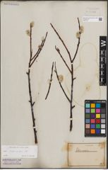 Foto von Salix daphnoides Vill.